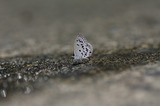 09070306-4.jpg