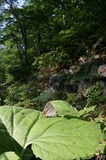 060807f.jpg