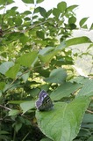 060807ogk.jpg