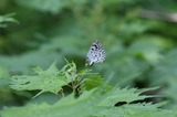 060807ogs.jpg