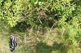 061112-4.JPG