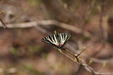 110424gfmax.jpg