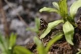 110505-03.jpg