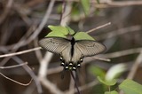 110515jk.jpg