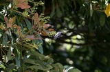 110515mk1.jpg