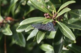 110515sn.jpg
