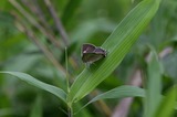 110618hro1.jpg