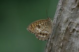 110618kmm3.jpg
