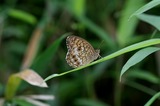 110618kmm4.jpg