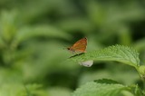 11071617sgc.jpg