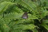 11071617ur1.jpg