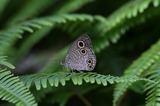 11071617ur2.jpg