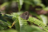 11071617ur3.jpg