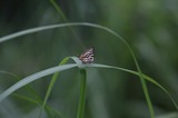 140621_06.JPG