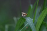 140621_41.JPG