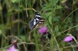 160611_026.jpg