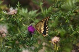 160806_41.jpg