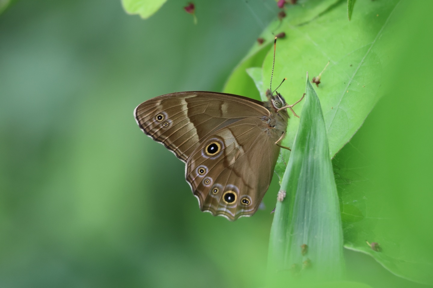 kenken-my-favorite-butterflies-of-japan