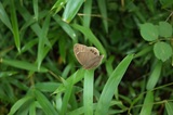 S0001634.jpg